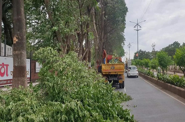 Baramati Tree cutting