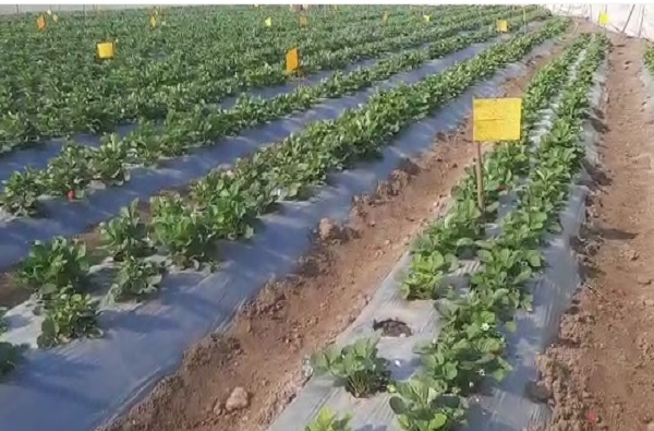 strawberry farm at gawadewadi