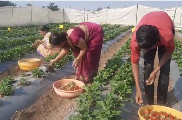 strawberry farming pune