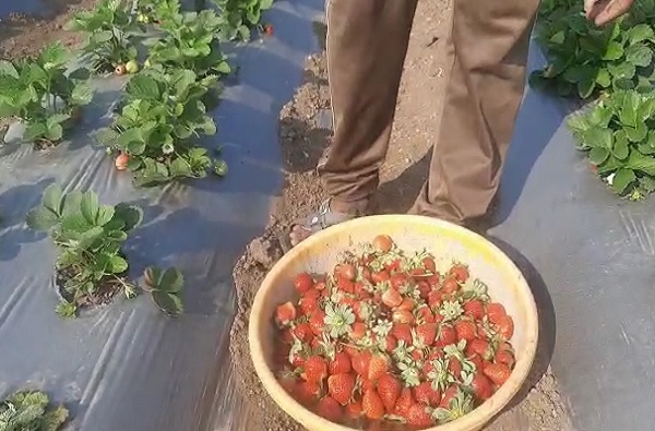 strawberry farming