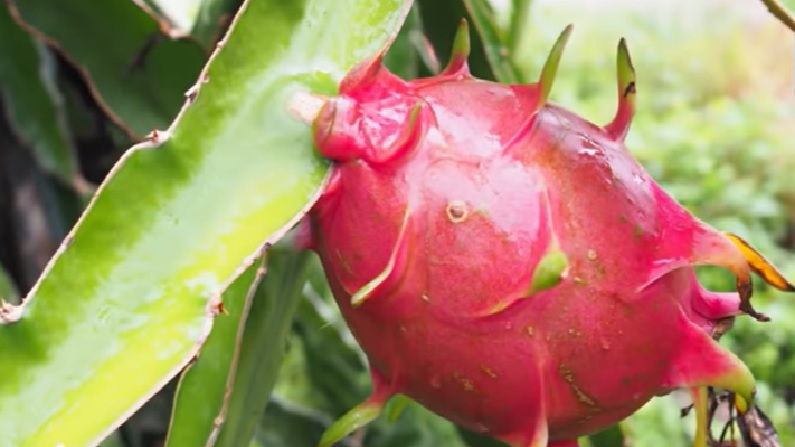 special-story-dragon-fruit