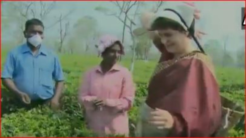 Assam Assembly Elections Priyanaka Gandhi plucking tea leaves in Assam
