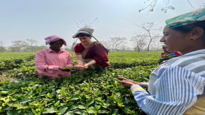 Assam Assembly Elections Priyanaka Gandhi plucking tea leaves in Assam
