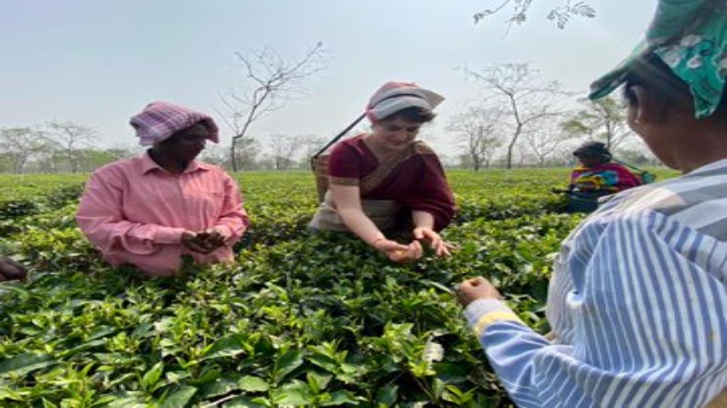 Assam Assembly Elections Priyanaka Gandhi plucking tea leaves in Assam