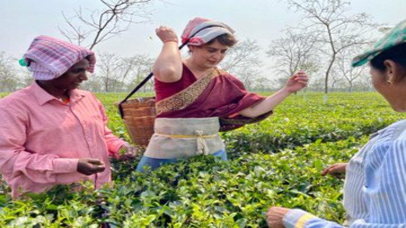 Assam Assembly Elections Priyanaka Gandhi plucking tea leaves in Assam