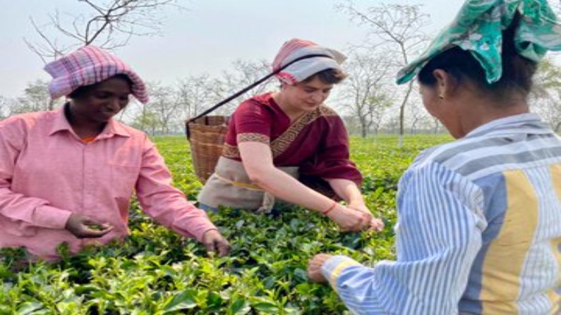 Assam Assembly Elections Priyanaka Gandhi plucking tea leaves in Assam