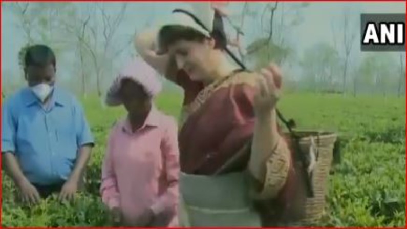Assam Assembly Elections Priyanaka Gandhi plucking tea leaves in Assam