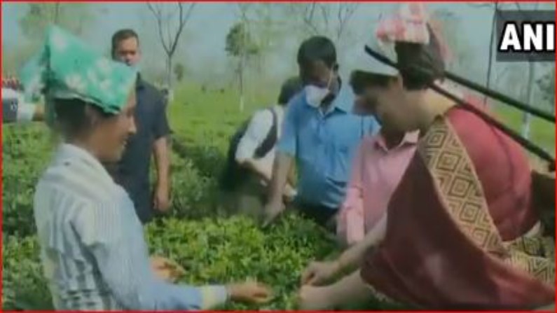 Assam Assembly Elections Priyanaka Gandhi plucking tea leaves in Assam