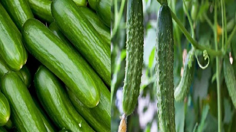 CUCUMBER