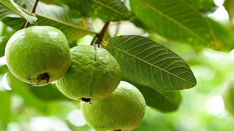 fruit 1