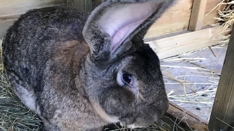 World's largest giant rabbit darius missing may be stolen from owners garden