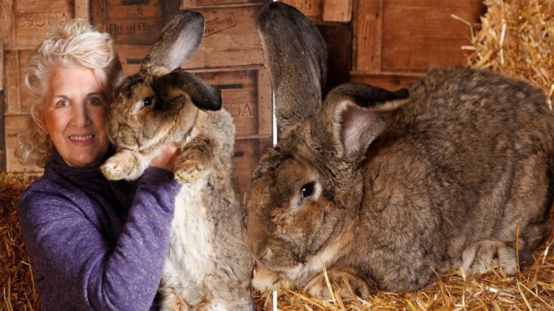 World's largest giant rabbit darius missing may be stolen from owners garden