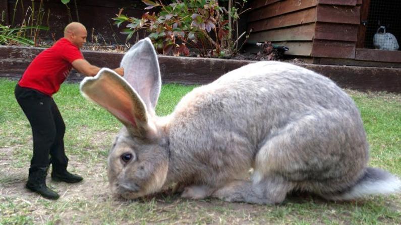 World's largest biggest rabbit, World's largest giant rabbit, rabbit darius, World's biggest rabbit stolen