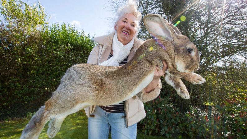 World's largest giant rabbit darius missing may be stolen from owners garden