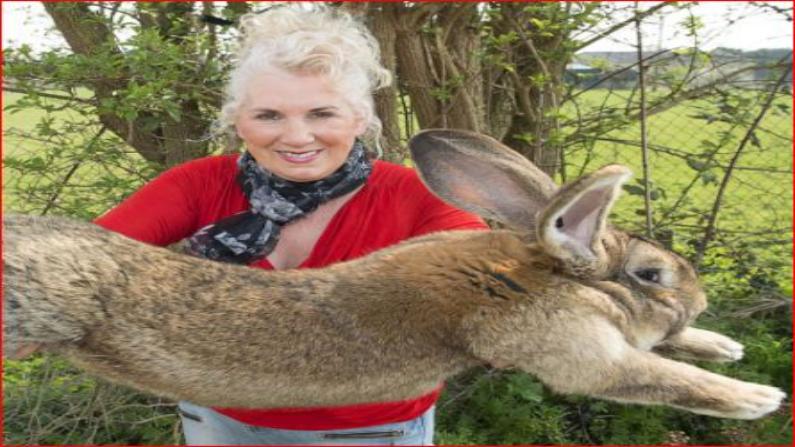 World's largest giant rabbit darius missing may be stolen from owners garden