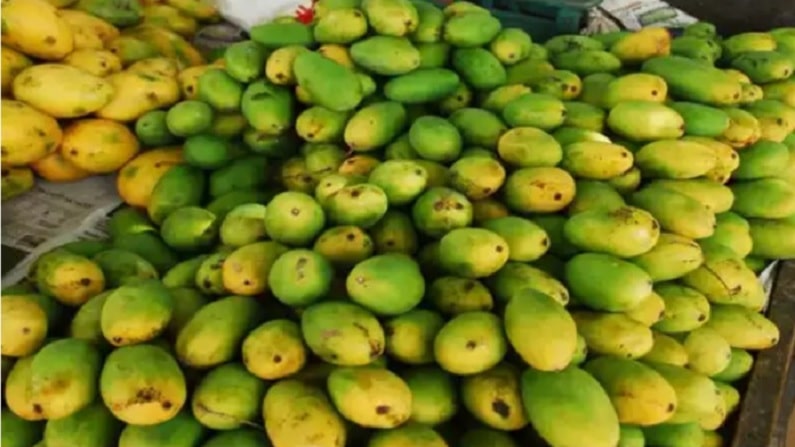 mango 1