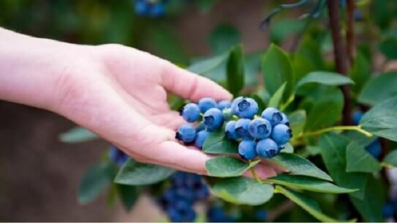 Blueberries 2
