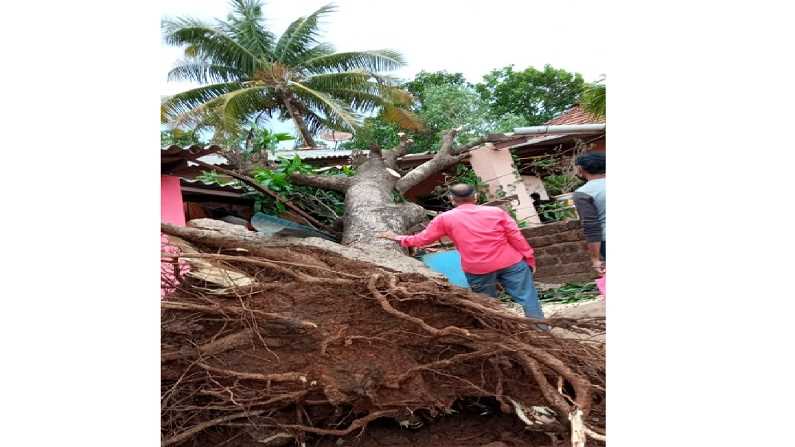 Pandurang Ghug Tree collapse