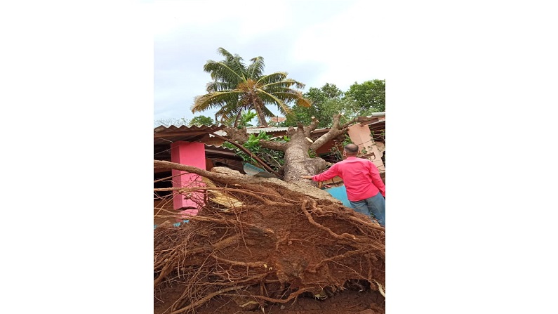 Pandurang Ghug Tree collapse