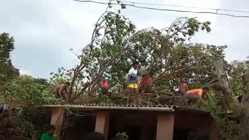 Pandurang Ghug Tree collapse