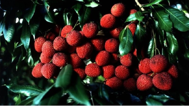 Lychee 5