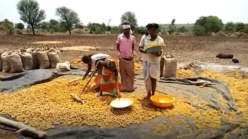 Turmeric Farming