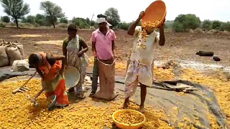 Turmeric Farming