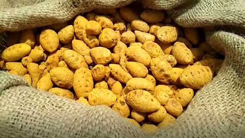 Turmeric Farming