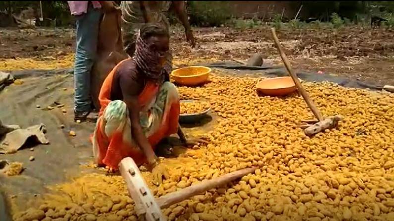 Turmeric Farming