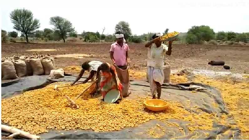 Turmeric Farming