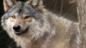 लांडगा, पिल्लं आणि त्यांची कृतज्ञता, जंगलातील मैत्रीचा भन्नाट किस्सा!