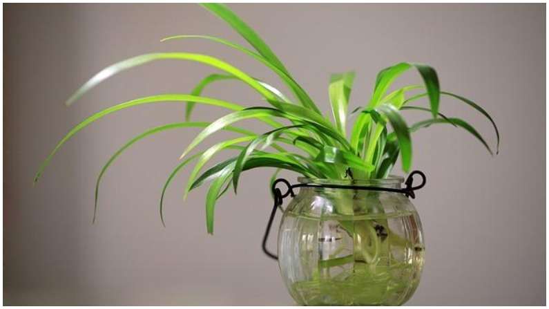 Plant