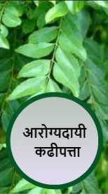 आरोग्यदायी कढीपत्ता