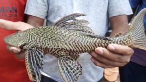 Photo : कृष्णा नदी पात्रात सापडला दुर्मिळ हेलिकॉप्टर मासा, पाहा फोटो