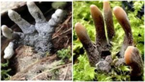 Photo : पाहावं ते नवलंच.., पाहा झोम्बीच्या हातासारख्या फंगसची दुर्मिळ प्रजाती